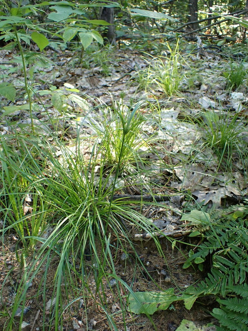 Houghton's Flatsedge photo 3
