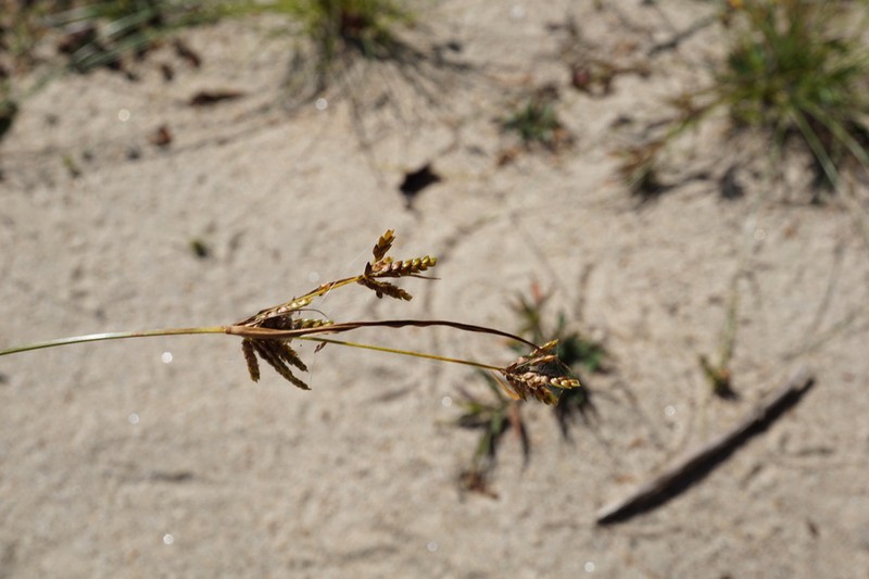 Houghton's Flatsedge photo 5