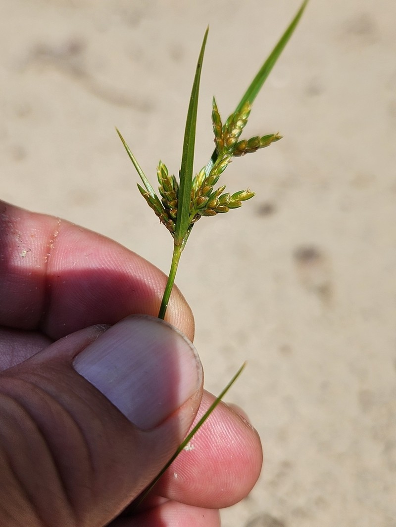 Houghton's Flatsedge photo 6