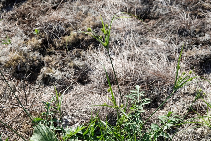 Houghton's Flatsedge photo 7