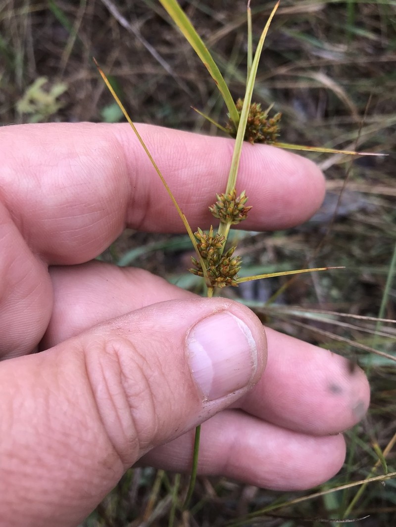 Houghton's Flatsedge photo 8