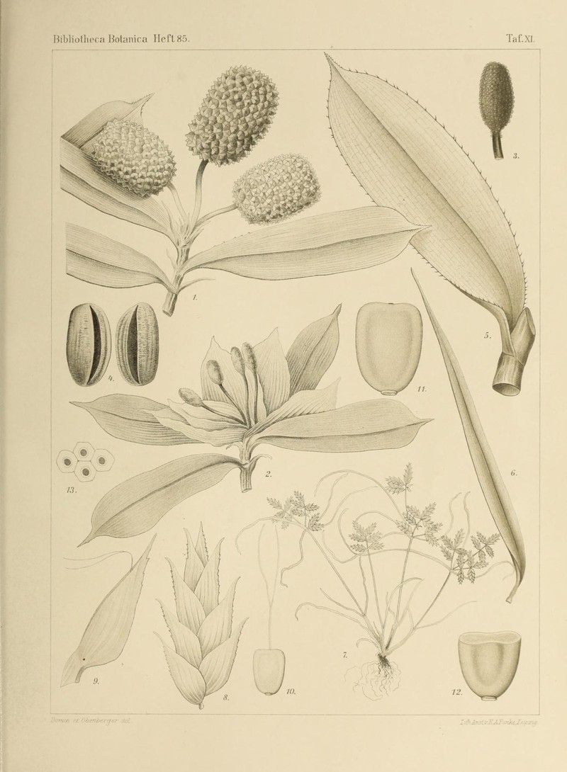 Queensland Sedge