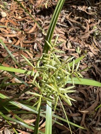 Oahu Flatsedge