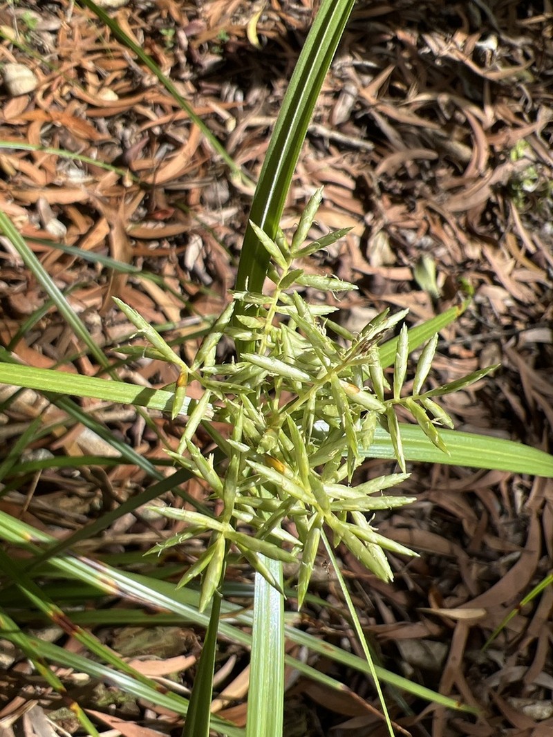 Oahu Flatsedge
