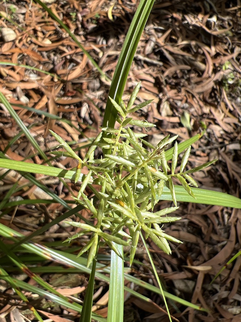 Oahu Flatsedge photo 3