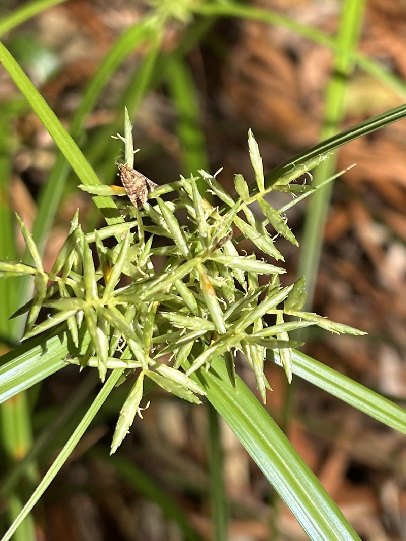 Oahu Flatsedge photo 4