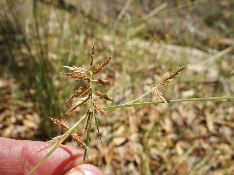 Pine Flatsedge