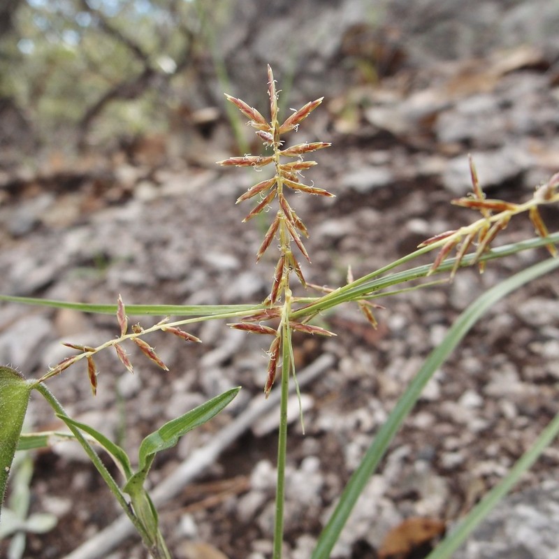 Pine Flatsedge photo 2