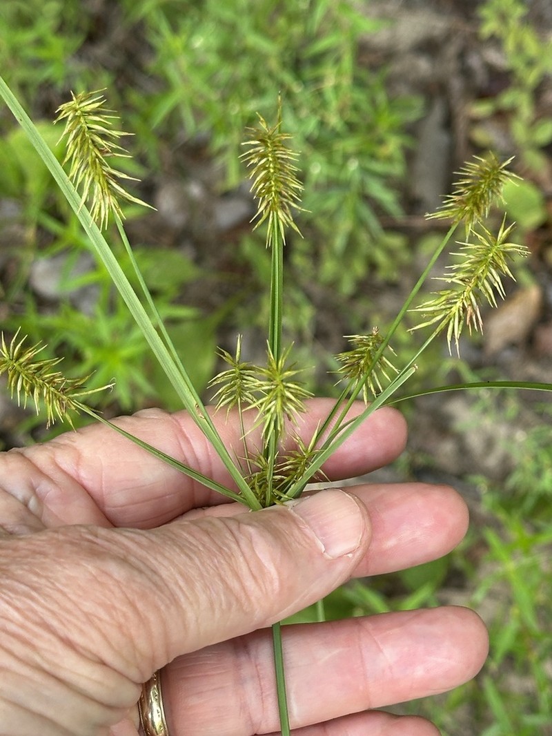 Bristly Flatsedge