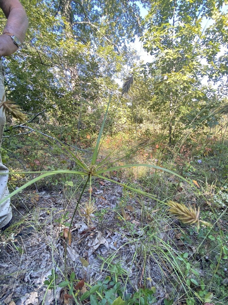 Bristly Flatsedge photo 2