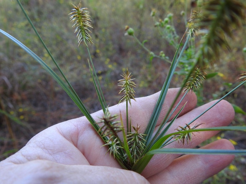 Bristly Flatsedge photo 3