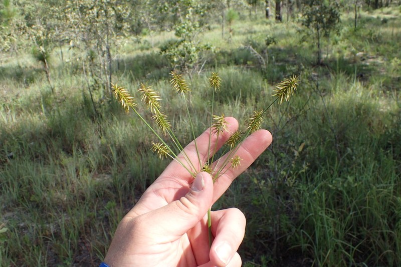 Bristly Flatsedge photo 4