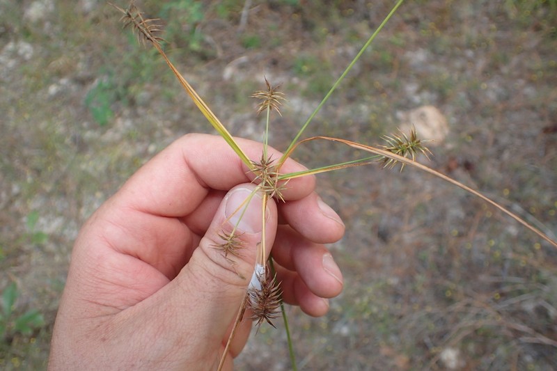Bristly Flatsedge photo 5