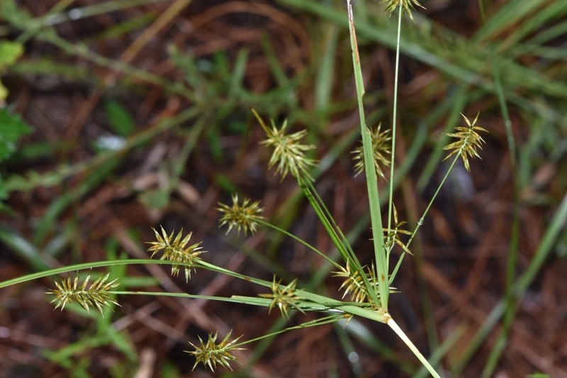 Bristly Flatsedge photo 6