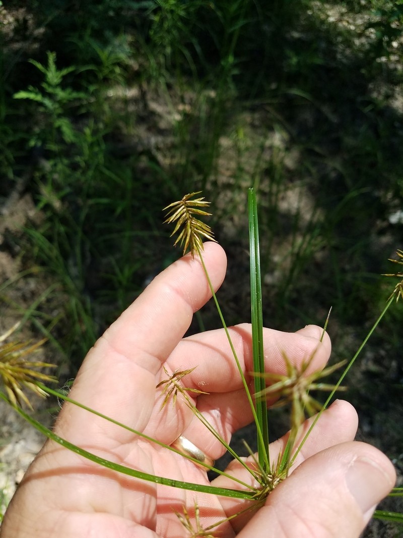 Bristly Flatsedge photo 7