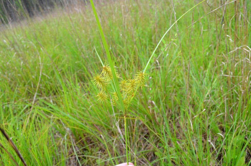 Bristly Flatsedge photo 8