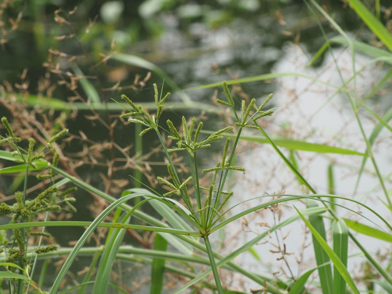 Shingle Flatsedge