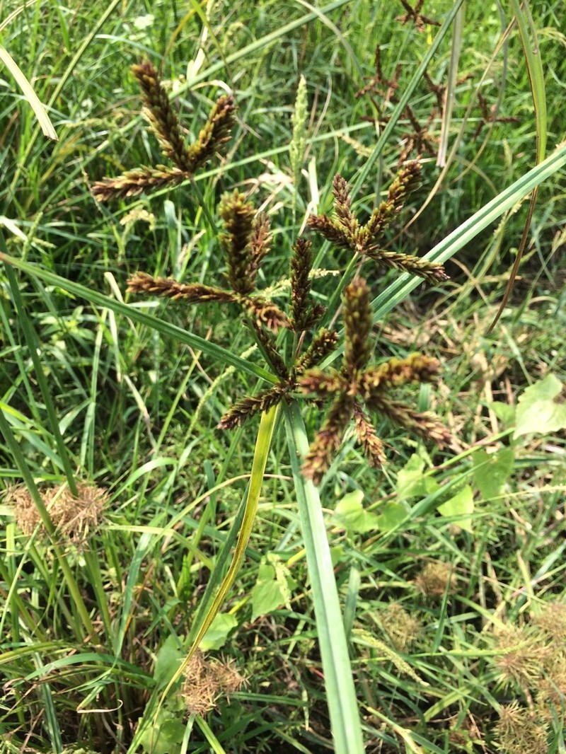 Shingle Flatsedge photo 2