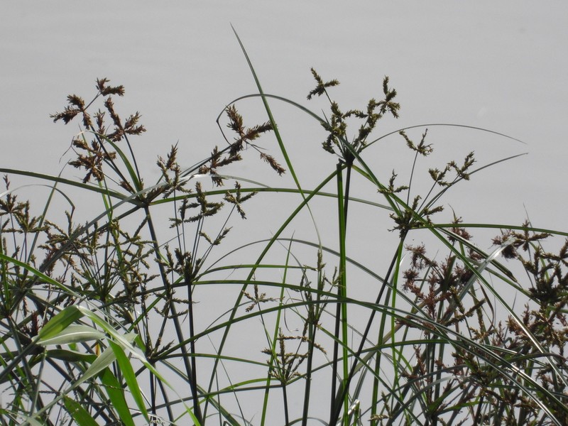Shingle Flatsedge photo 3