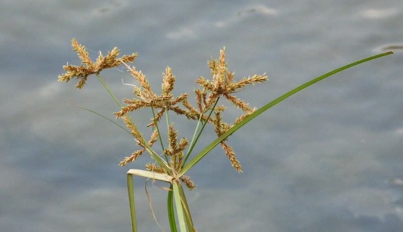 Shingle Flatsedge photo 4
