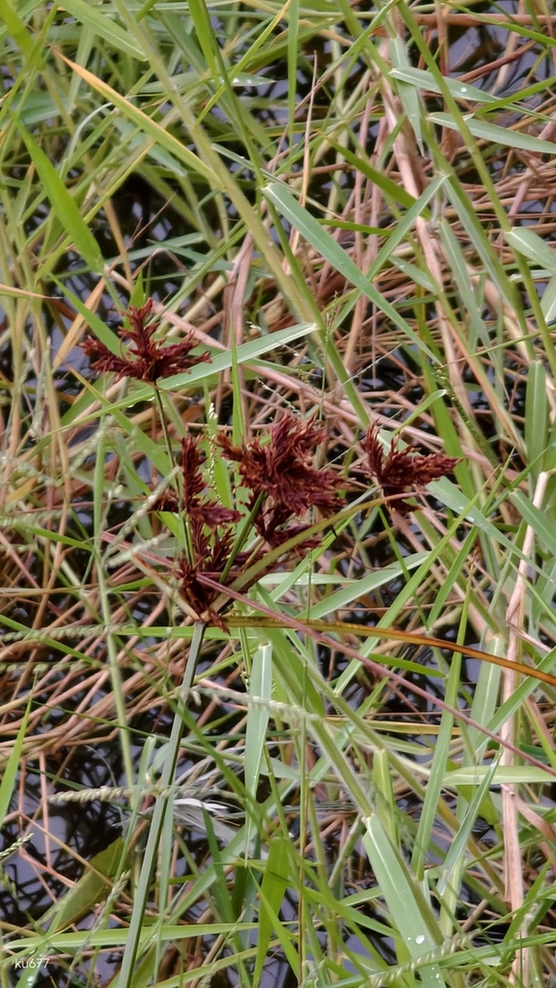 Shingle Flatsedge photo 5