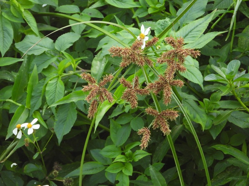 Shingle Flatsedge photo 6