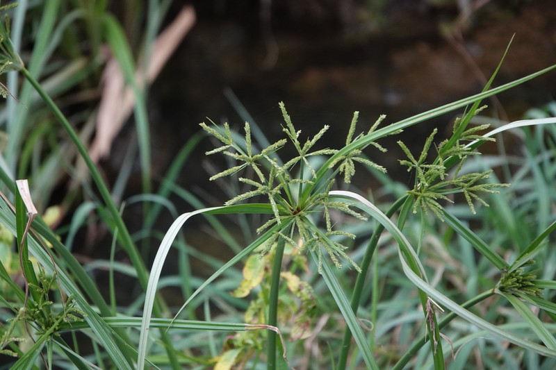 Shingle Flatsedge photo 7