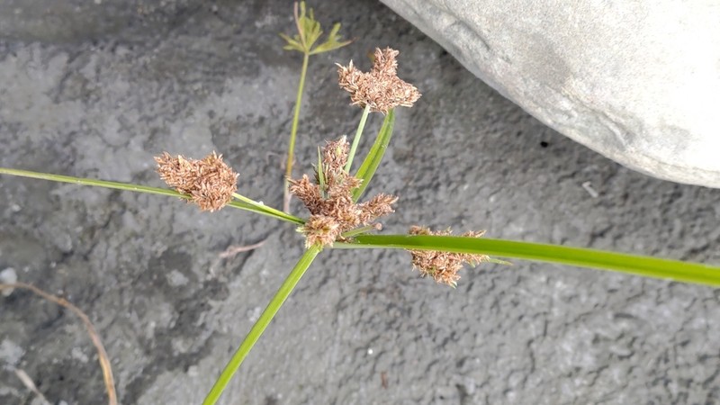 Shingle Flatsedge photo 8