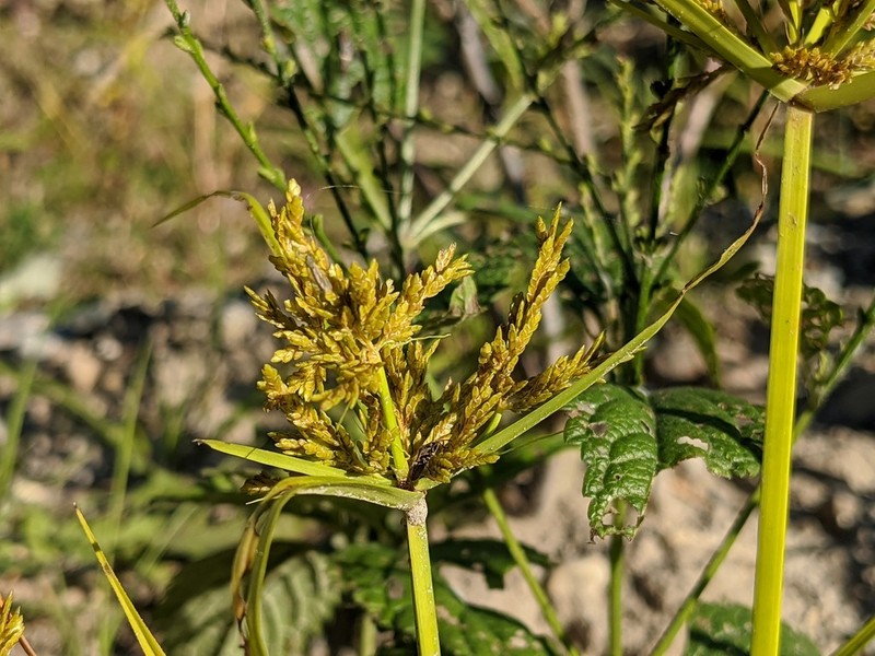 Ricefield Flatsedge