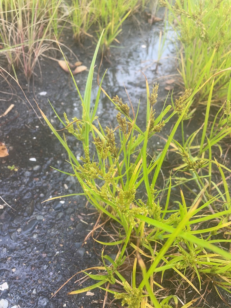 Ricefield Flatsedge photo 2