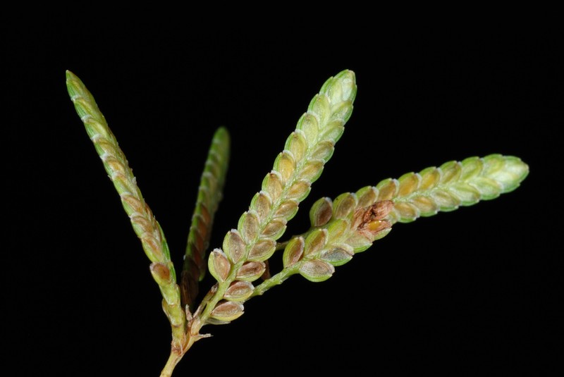 Ricefield Flatsedge photo 3