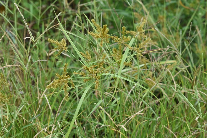 Ricefield Flatsedge photo 4