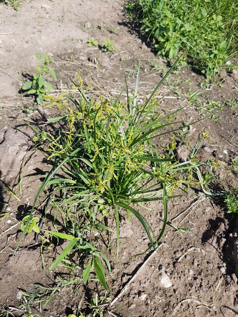 Ricefield Flatsedge photo 5