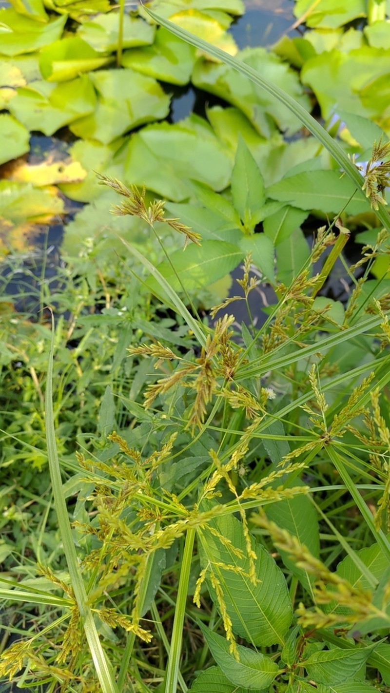 Ricefield Flatsedge photo 6