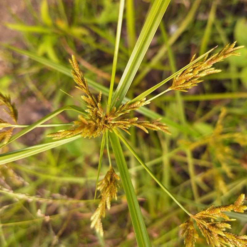 Ricefield Flatsedge photo 7