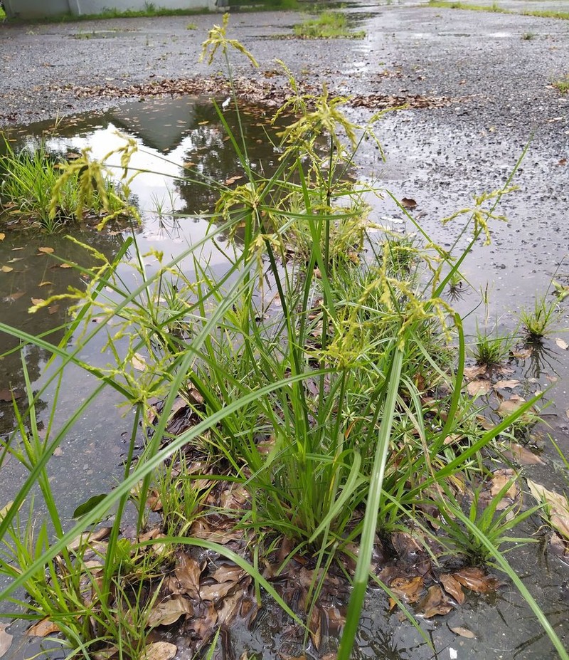 Ricefield Flatsedge photo 8
