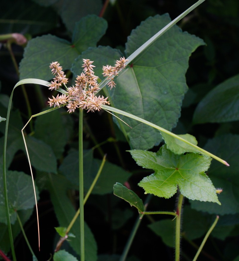Javanese Flatsedge