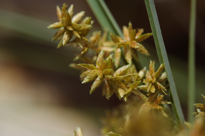 Javanese Flatsedge photo 2