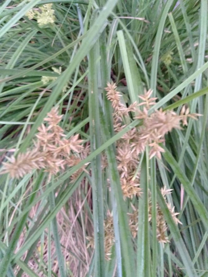 Javanese Flatsedge photo 3