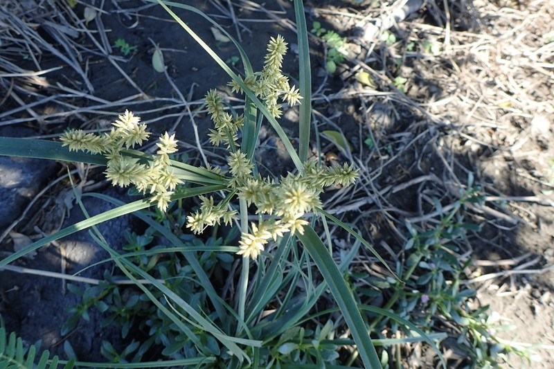 Javanese Flatsedge photo 4