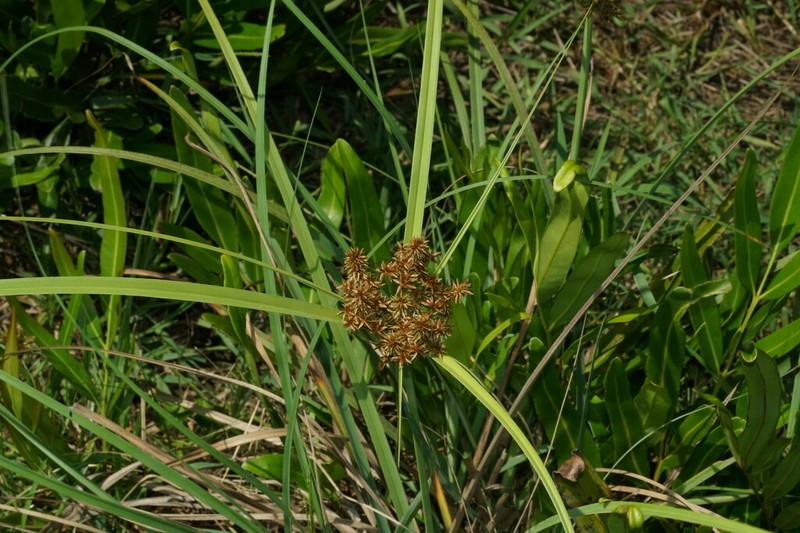 Javanese Flatsedge photo 5