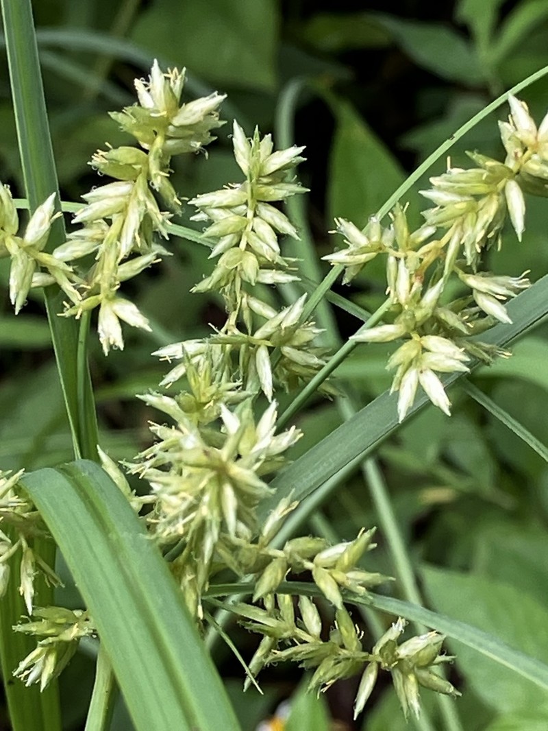 Javanese Flatsedge photo 6