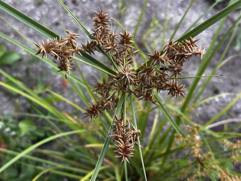 Javanese Flatsedge photo 7