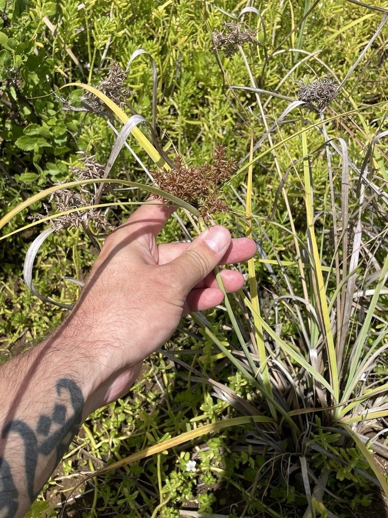 Javanese Flatsedge photo 8
