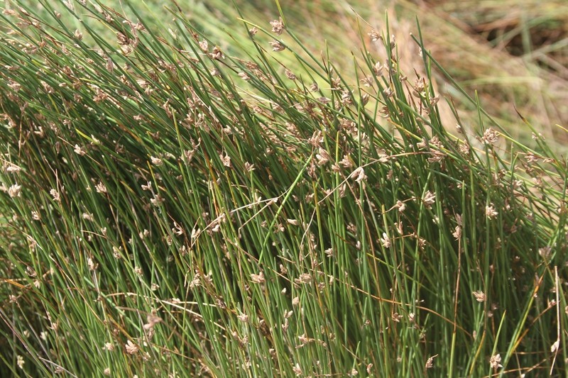 Smooth Flatsedge