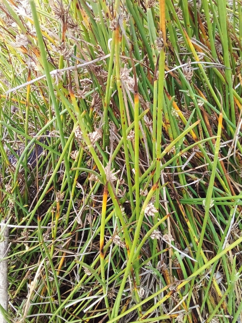 Smooth Flatsedge photo 2
