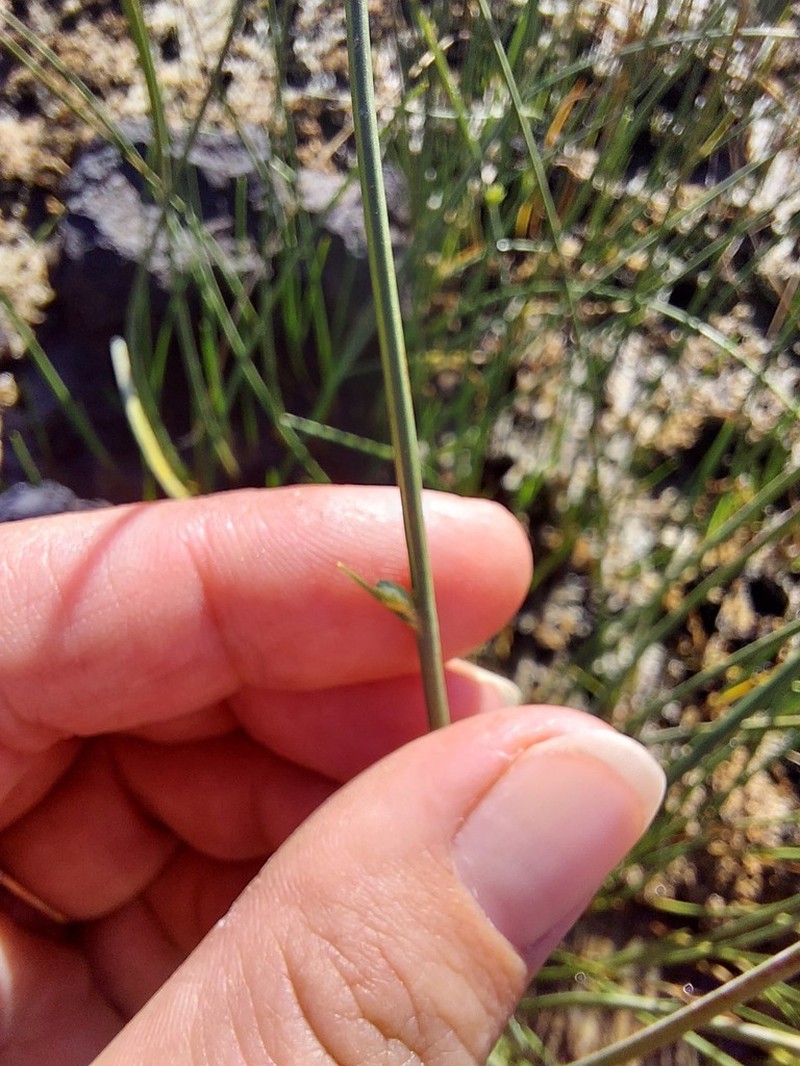 Smooth Flatsedge photo 3