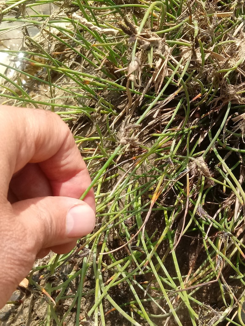 Smooth Flatsedge photo 5