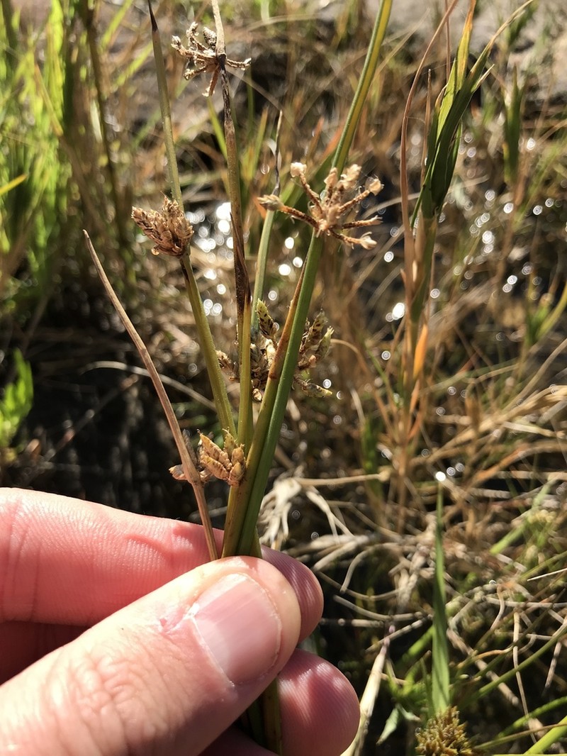 Smooth Flatsedge photo 6