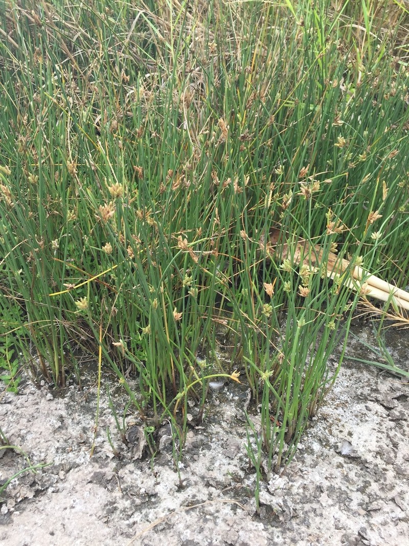 Smooth Flatsedge photo 7